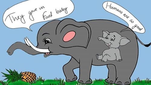kerala elephant killed