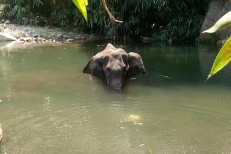 elephant kerala killed