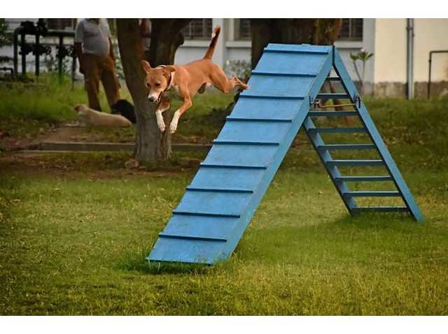 Bengaluru Police will train Stray Dogs k9 dog.